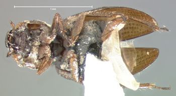 Media type: image;   Entomology 8222 Aspect: habitus ventral view